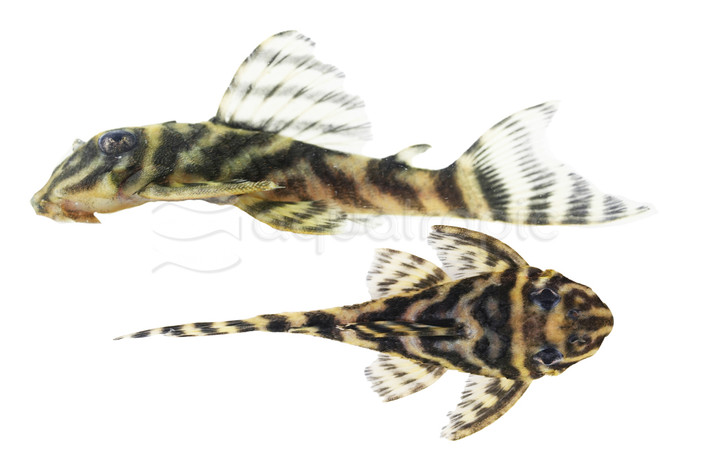 Chocolate Zebra Plecostomus :: 94082