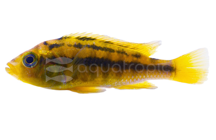 Rock Kribensis Victoria Cichlid :: 21727
