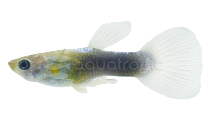 Tux Blue Guppy, Male :: 33145