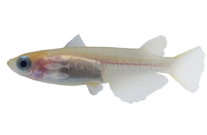 Orange Medaka Rice Fish :: 76447