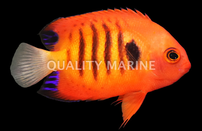 Flame Angelfish :: 10191