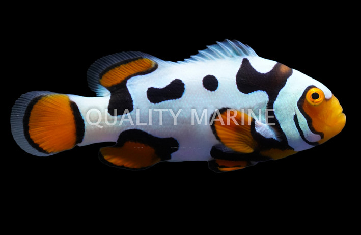 Picasso Percula Clownfish, Black P1, Bali Aquarich :: 14221
