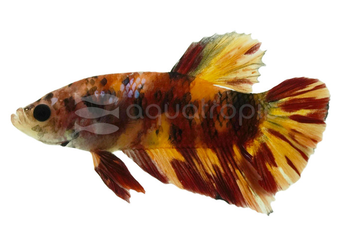 Male Plakat Koi Galaxy  Betta :: 39565