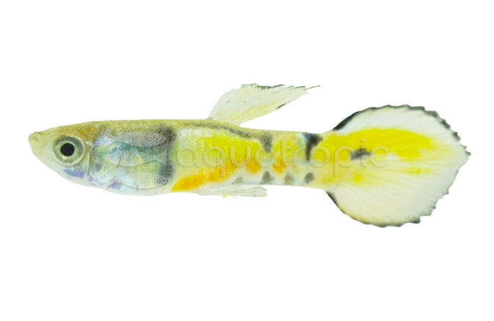 Endler's Yellow Jacket Tiger Guppy, Male :: 33152