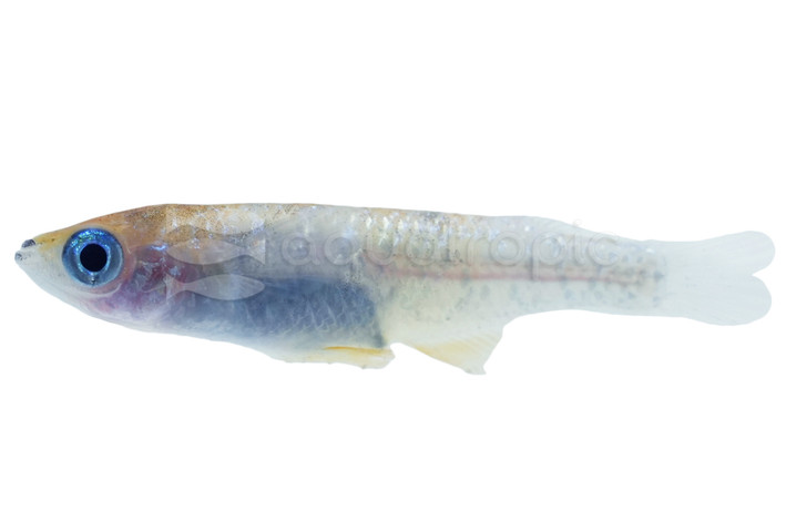 Tricolor Lame Medaka Rice Fish :: 34368