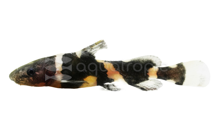 Asian Bumblebee Catfish :: 17108