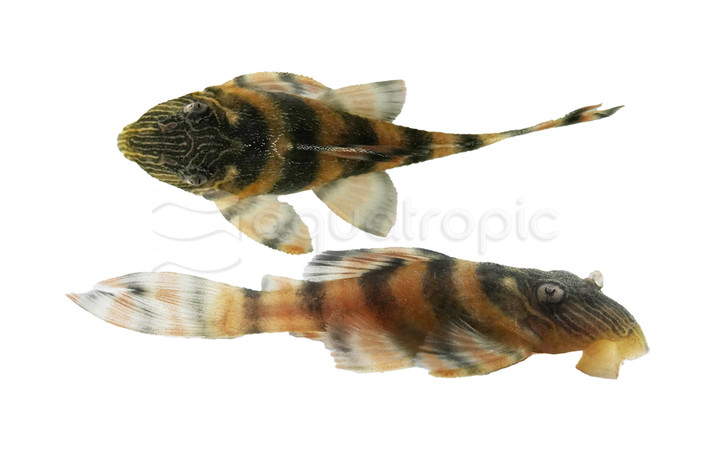 Alenquer Tiger Plecostomus L397 :: 86077