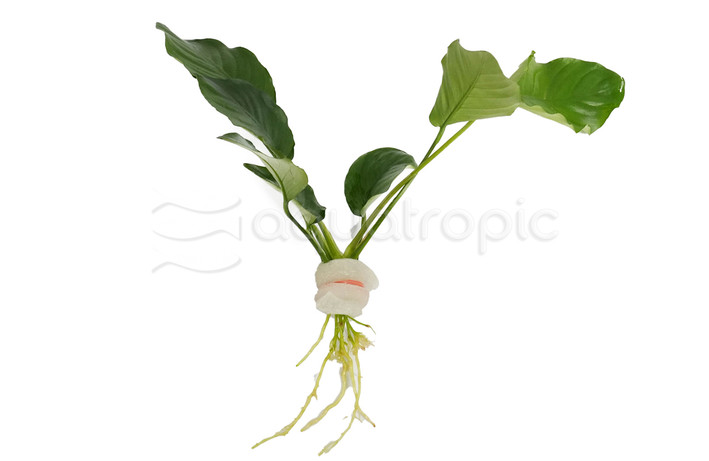 Anubias barteri 'Wrinkle Leaf' :: 61874