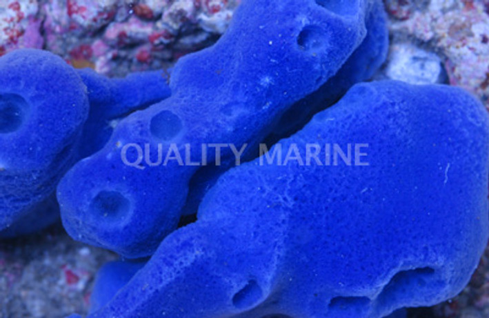Blue Sponge :: 58000