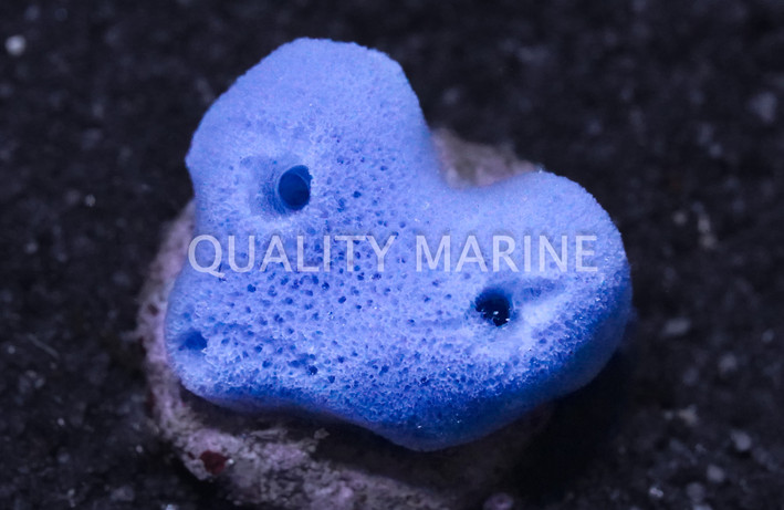Blue Sponge, Nano :: 58023
