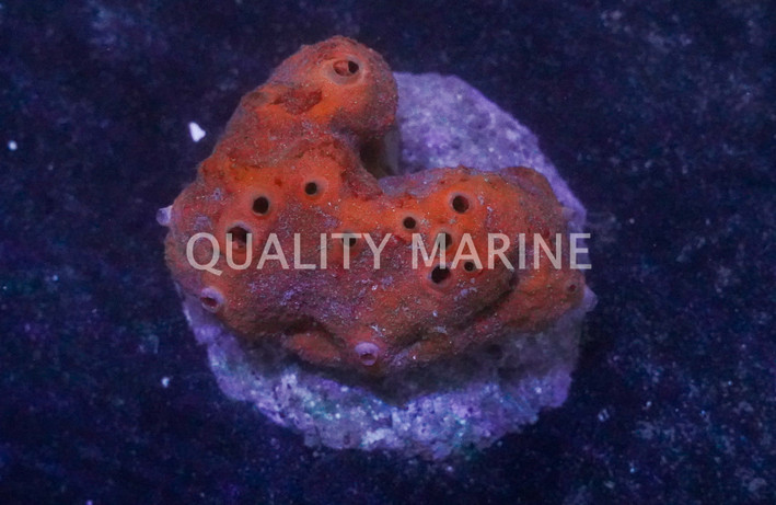 Yellow Lemon Sponge :: 58020