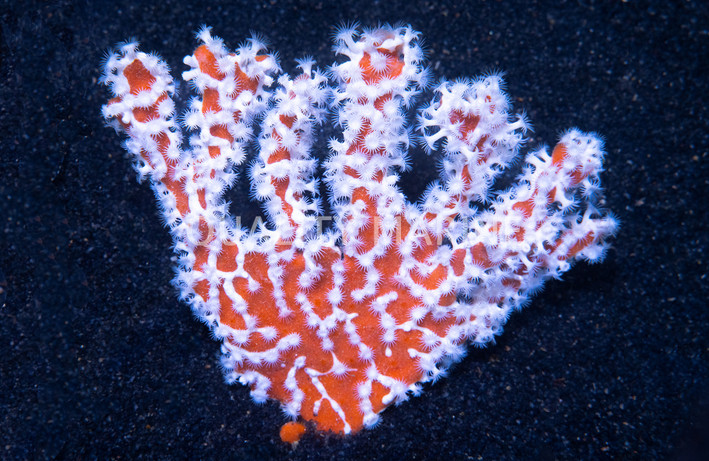 Orange Spider Sponge :: 58016