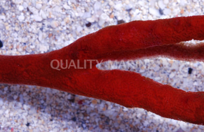 Red Tree Sponge :: 58008