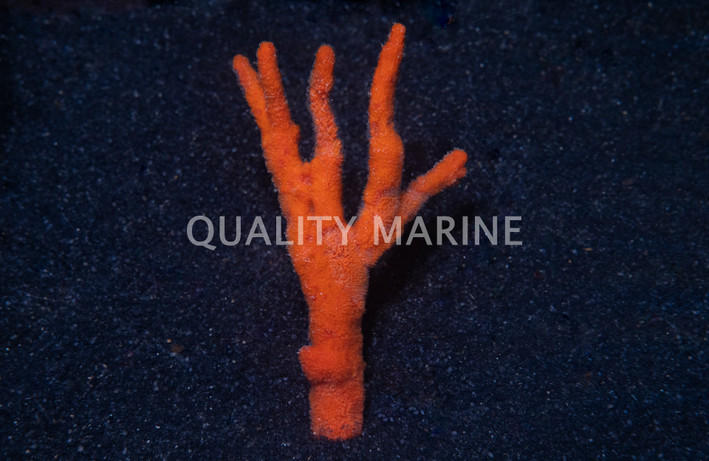 Red Tree Sponge :: 58008