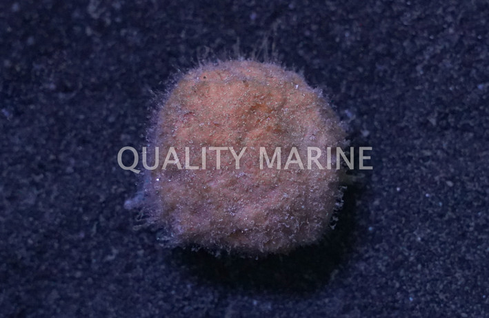 Yellow Moon Sponge :: 58006