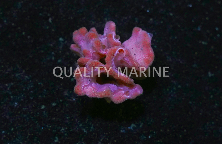 Orange Frilly Sponge :: 58004