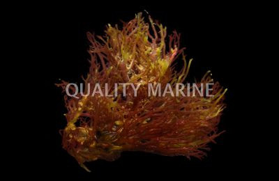 Red Gracilaria Algae (1/4lb) :: 60036
