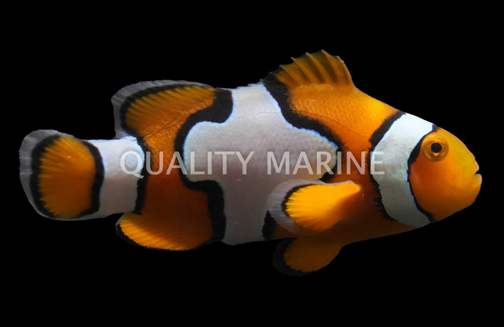 Snowflake Ocellaris Clownfish, S3, Bali Aquarich :: 14200
