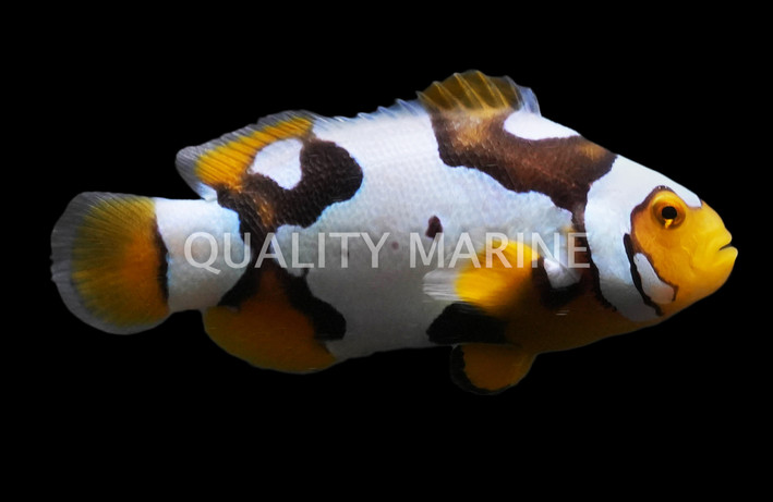 Picasso Percula Clownfish, Black P3, Bali Aquarich :: 14228