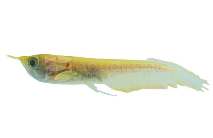 Silver Albino Arowana :: 06200