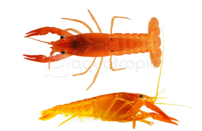 Red / Orange Lobster :: 30582