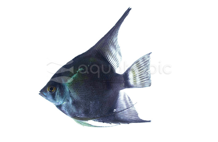 Avatar Black Green Angelfish :: 57309
