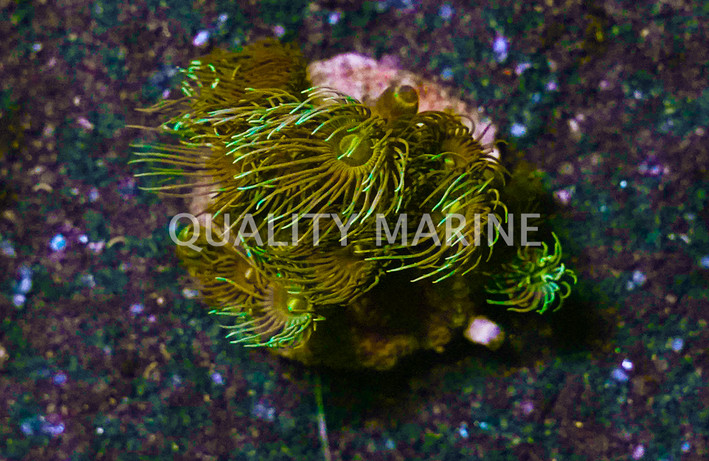 Yellow, Nano :: 55704