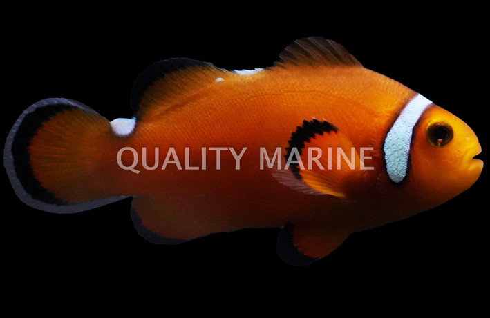 Longfin Black Misbar Ocellaris Clownfish :: 14148