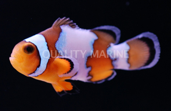 Snowflake Ocellaris Clownfish, QM Labs :: 14194