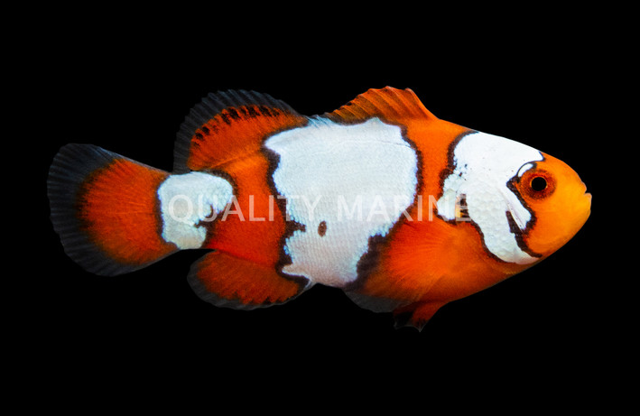 Snowflake Ocellaris Clownfish, QM Labs :: 14194