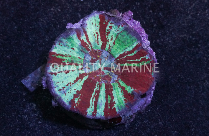 Red & Green Warpaint Australomussa Brain Coral :: 30731