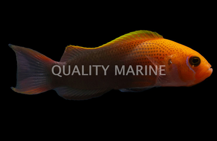 Steene's Dottyback, Female  :: 26038