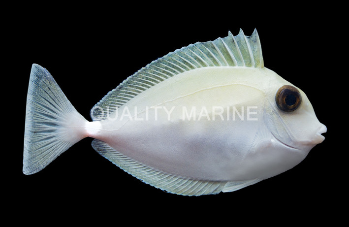 White Margin Unicorn Tang :: 31597