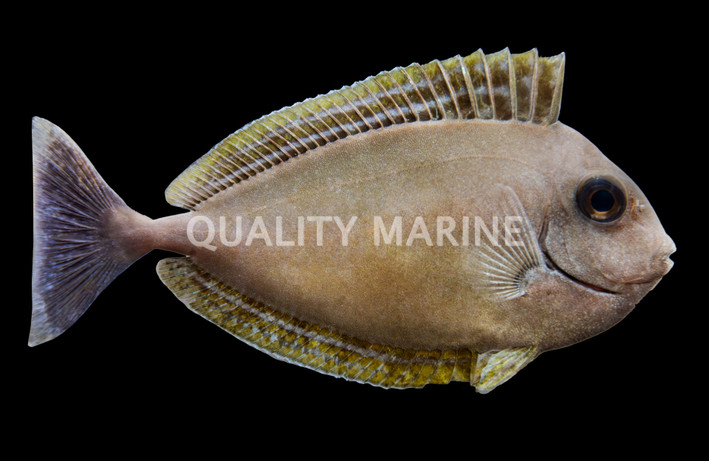 White Margin Unicorn Tang :: 31597