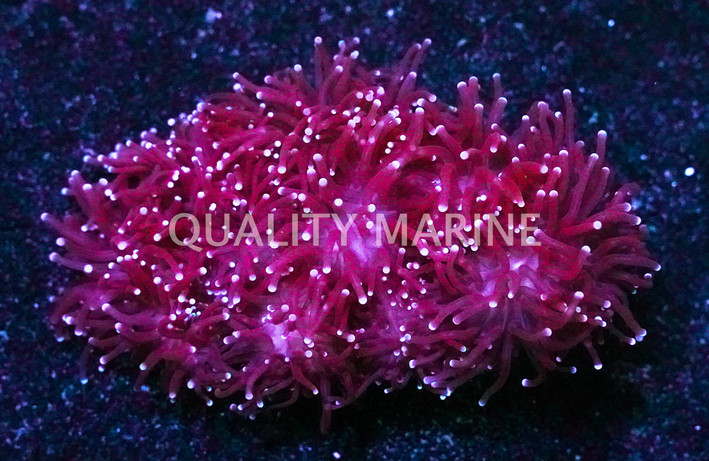 Torch, Black Tentacles w/ Purple Tips :: 33259