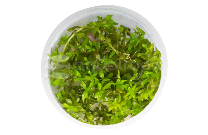 Rotala rotundifolia "RED" Cup AT :: 64037