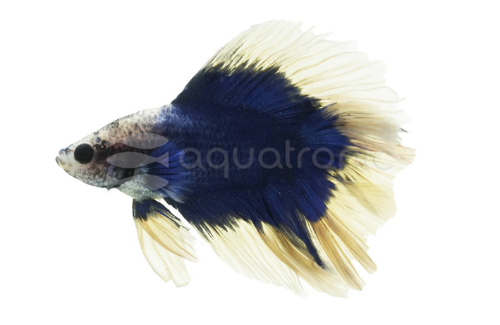 Halfmoon Doubletail Flag Betta, Male :: 88787
