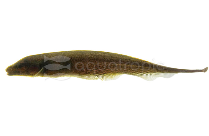 Brown Ghost Knifefish :: 38007