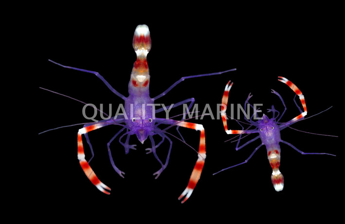 Blue Coral Banded Shrimp, Pair :: 43541