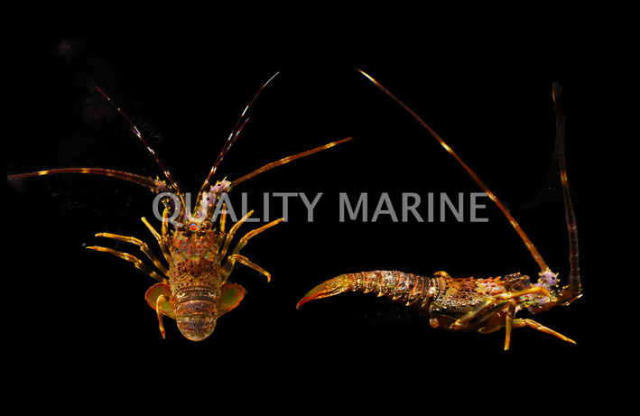 Longlegged Spiny Lobster :: 54524