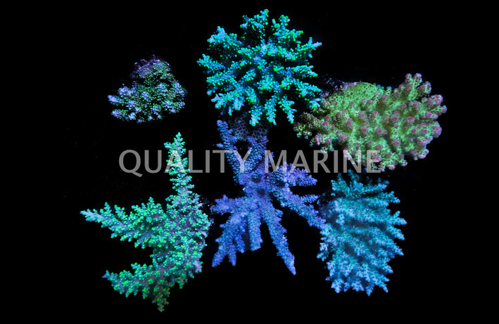 Acropora, Fiji :: 93246