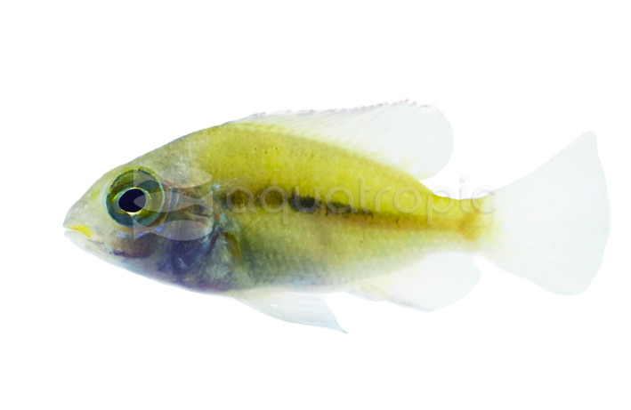 Altifrons Horsehead Cichlid :: 58895