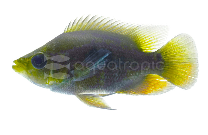 Basketmouth Cichlid :: 27251