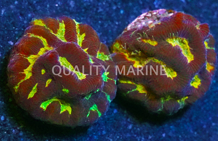 Maze, Gold/Yellow :: 29400