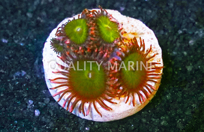 Zoa, Green Goblin :: 25459