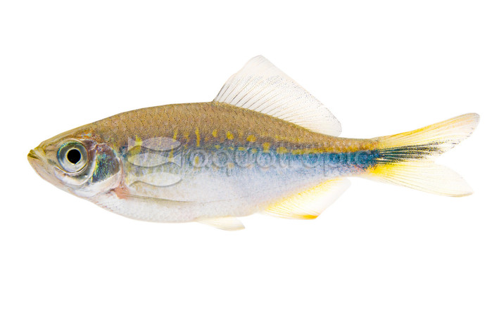 Bengal Danio :: 23976