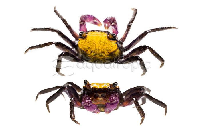 Carnaval Yellow Crab :: 20112