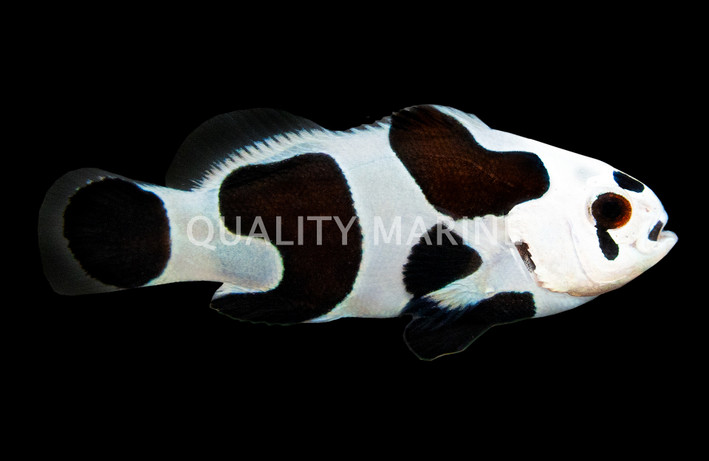 Black Storm Ocellaris Clownfish, QM Labs :: 14229