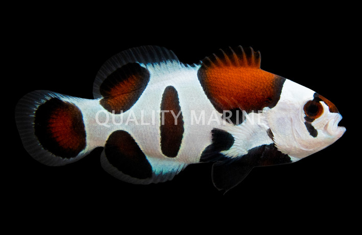 Mocha Storm Ocellaris Clownfish, QM Labs :: 14230