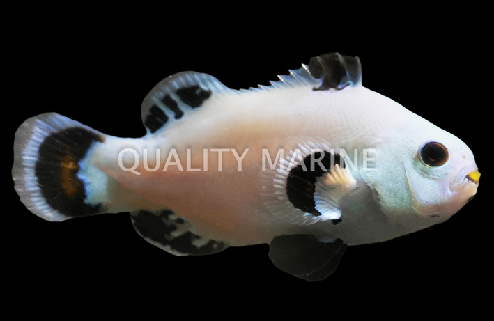 Snow Storm Ocellaris Clownfish, QM Labs :: 14231